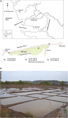 A halophilic Chromohalobacter species from estuarine coastal waters as a detoxifier of manganese, as well as a novel bio-catalyst for synthesis of n-butyl acetate